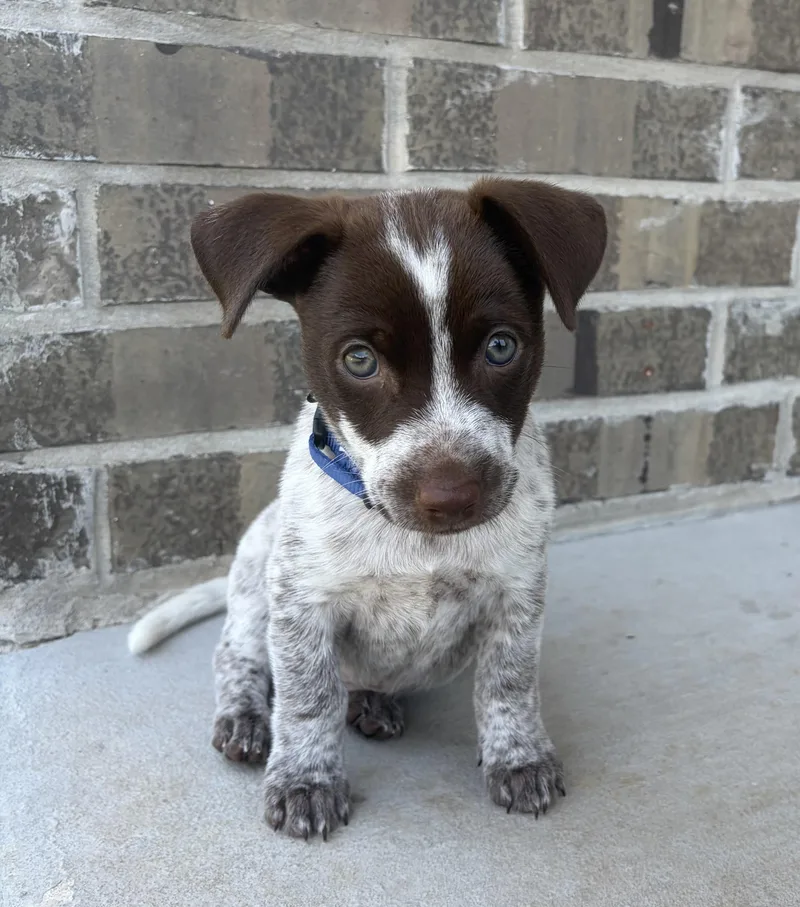 A baby small-sized male Terrier dog named Henry for adoption in Coppell, TX