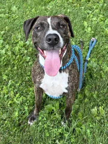 An adult medium-sized female Boxer dog named Lilly for adoption in Clinton Township, MI