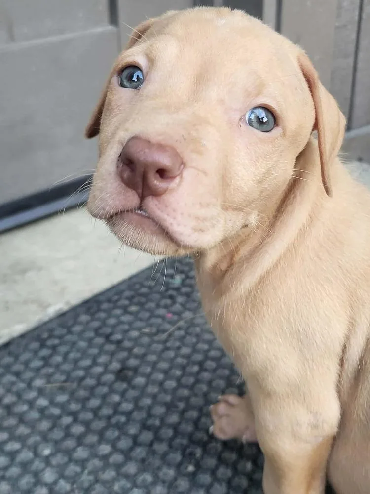 A baby medium-sized male Labrador Retriever dog named Loam for adoption in Pottstown, PA