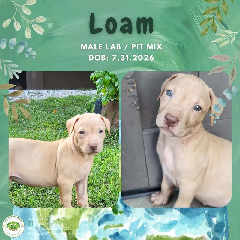 Loam thumbnail 2
