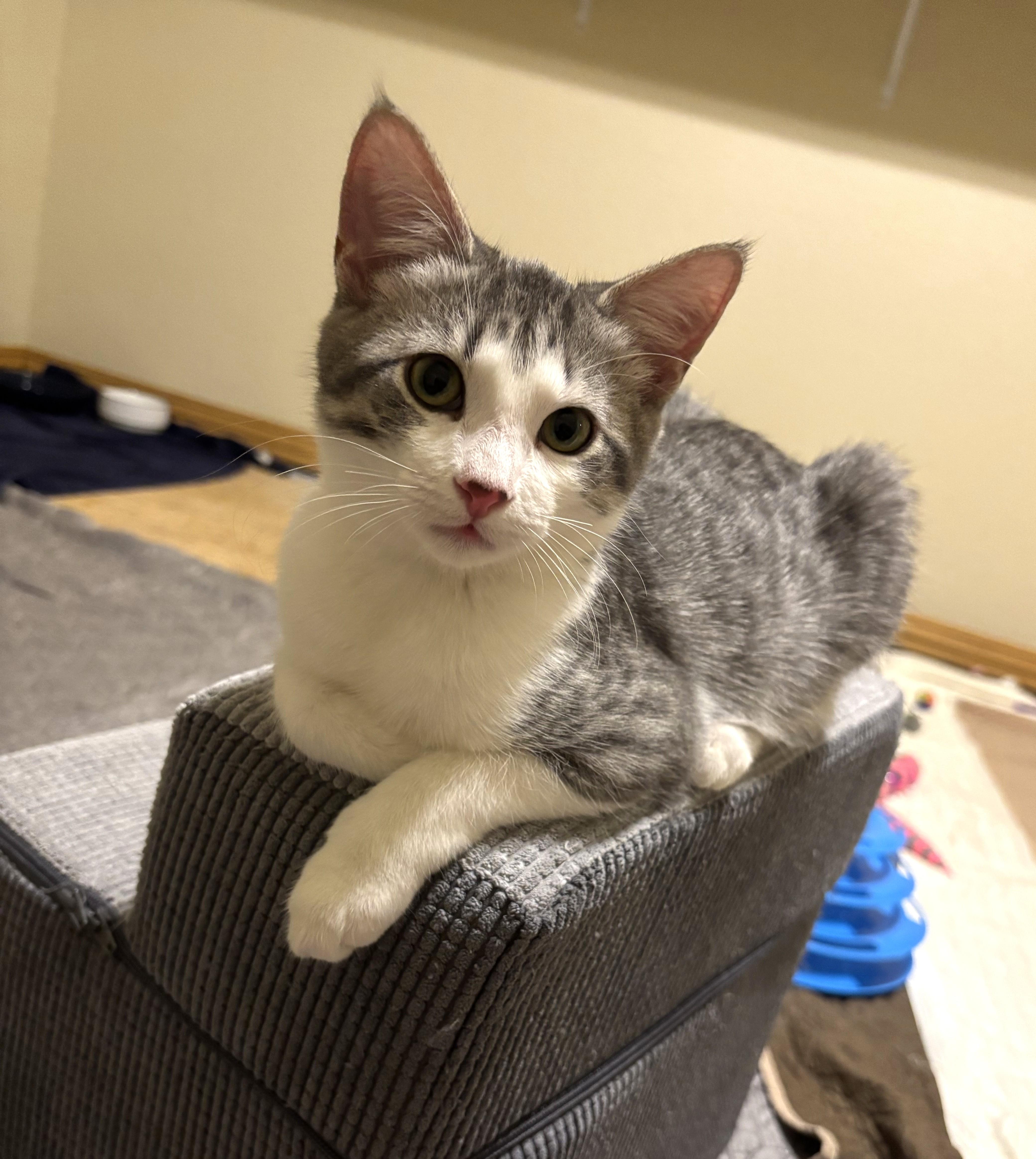 A baby medium-sized female Tabby cat named Sweetie Pie for adoption in Bentonville, AR