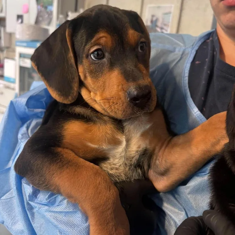 A baby small-sized male Black Mixed Breed dog named Armstrong for adoption in Huntington, WV