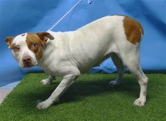 An adult large-sized female Pit Bull Terrier dog named Daisy for adoption in Gardena, CA