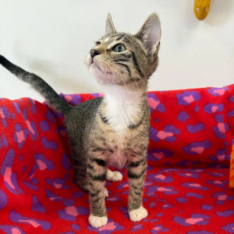 A baby small-sized male Brown / Chocolate Domestic Short Hair cat named Ringo for adoption in Houston, TX