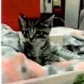 Ringo thumbnail 2