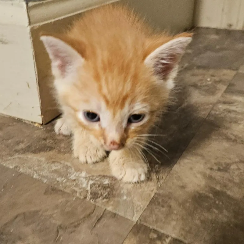 A baby small-sized male Orange / Red Domestic Short Hair cat named Sneezy for adoption in Ringtown, PA