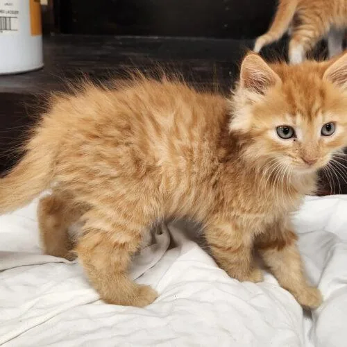 A baby small-sized male Orange / Red Domestic Long Hair cat named Brody for adoption in Kirksville, MO