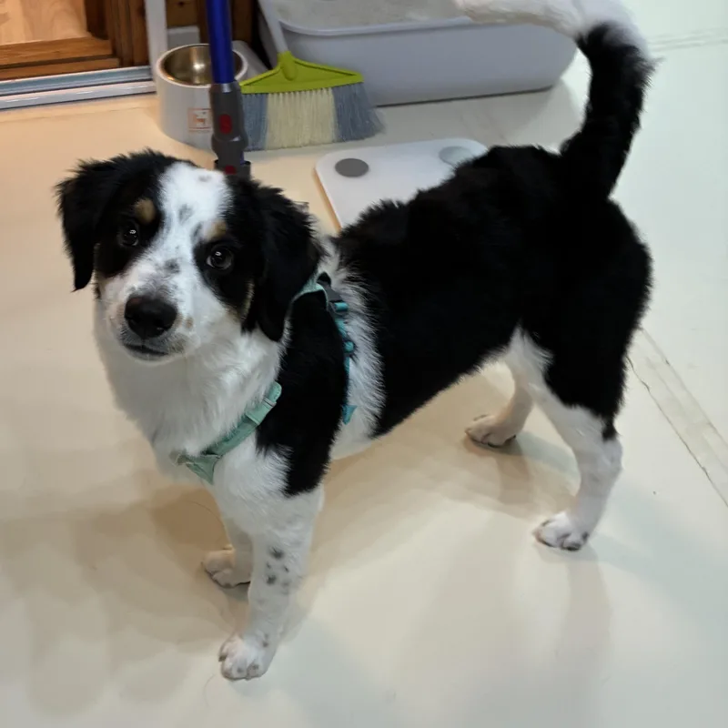 A young small-sized male Black Bernedoodle dog named Ollie for adoption in Springfield, VA