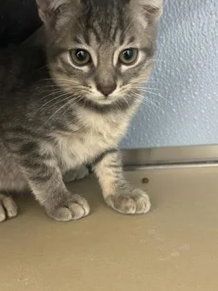 A baby medium-sized male Domestic Short Hair cat named Jack for adoption in West Chester, PA
