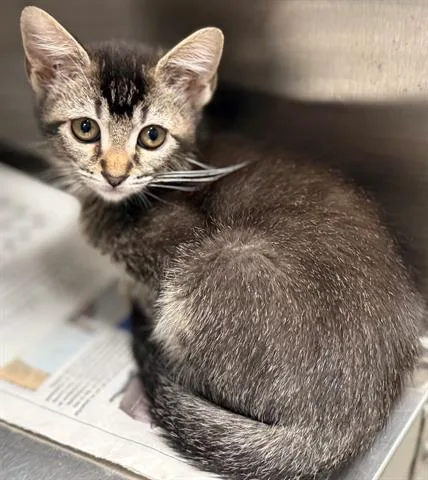 A baby small-sized female Domestic Short Hair cat named Mini for adoption in San Martin, CA