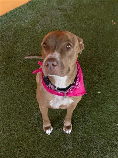 An adult large-sized female Pit Bull Terrier dog named Alexa for adoption in Miami, FL