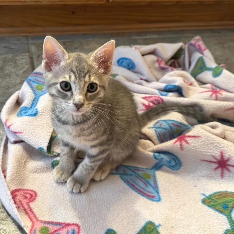 A baby small-sized male Gray / Blue / Silver Domestic Short Hair cat named Joey for adoption in Bulverde, TX