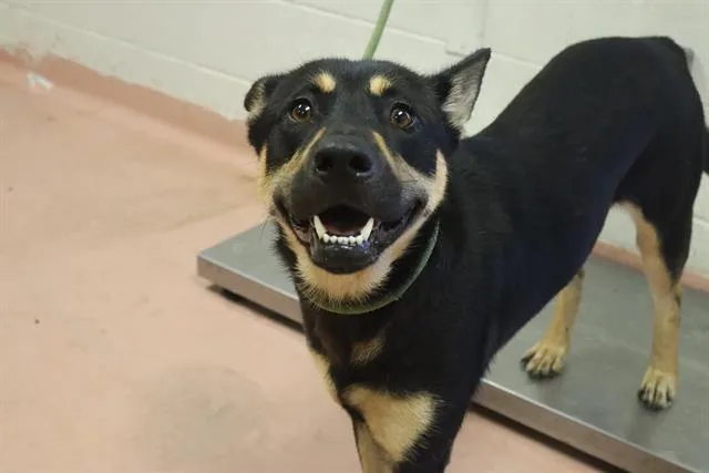 An adult medium-sized female Mixed Breed dog named Lika for adoption in Columbia, SC