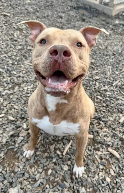 An adult large-sized male Pit Bull Terrier dog named Javalino for adoption in Atlanta, GA