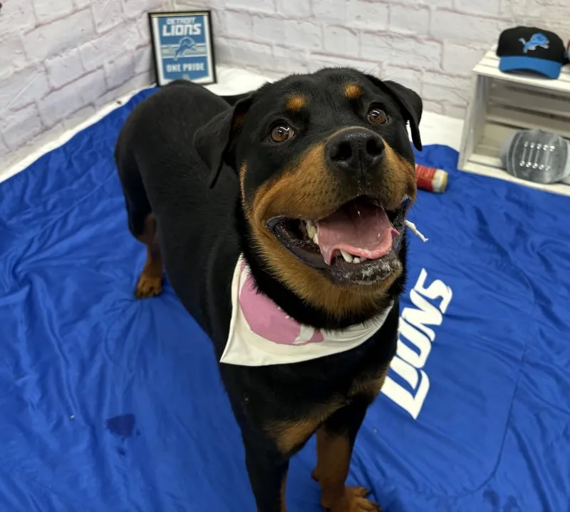 A young large-sized female Rottweiler dog named Jump Scare for adoption in Detroit, MI