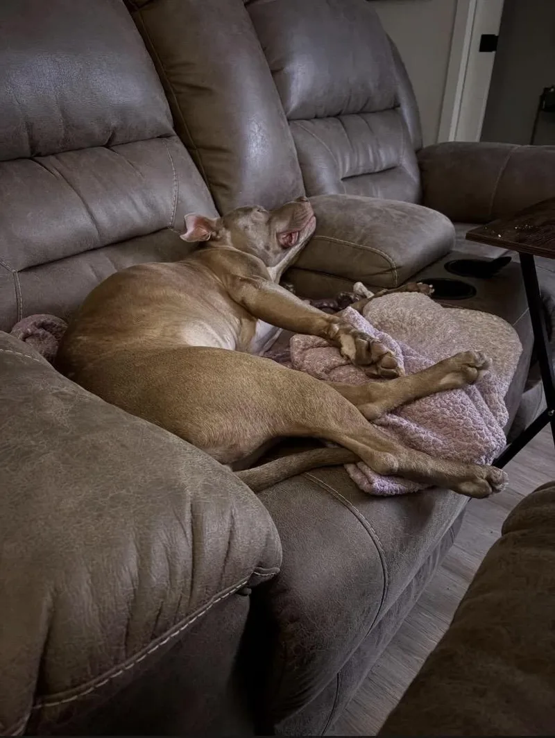 Bumblebee thumbnail 2