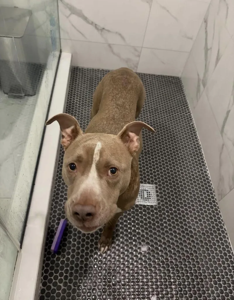 Bumblebee thumbnail 3