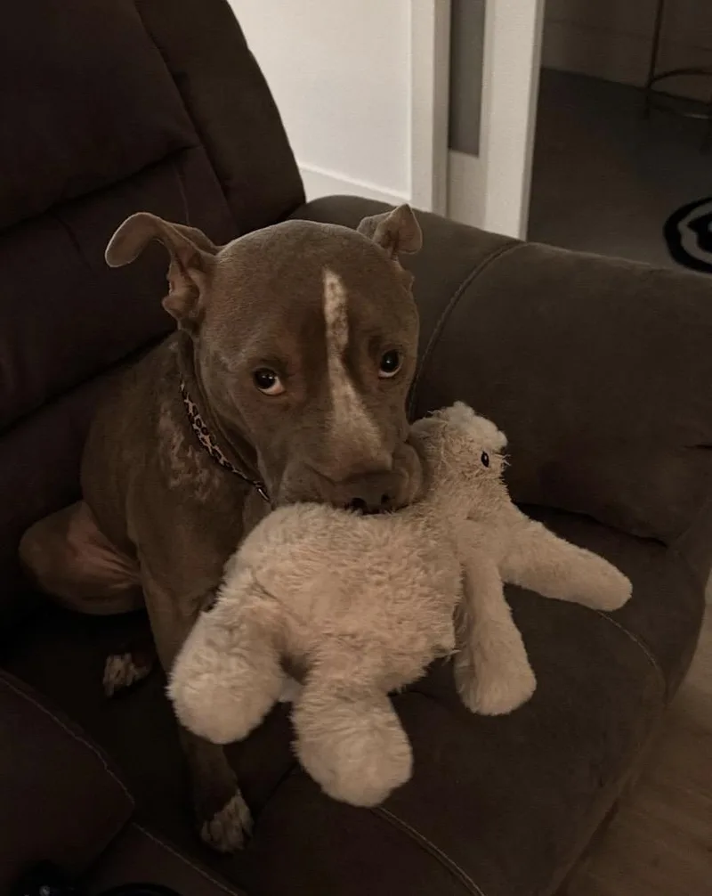 An adult medium-sized female American Staffordshire Terrier dog named Bumblebee for adoption in Philadelphia, PA