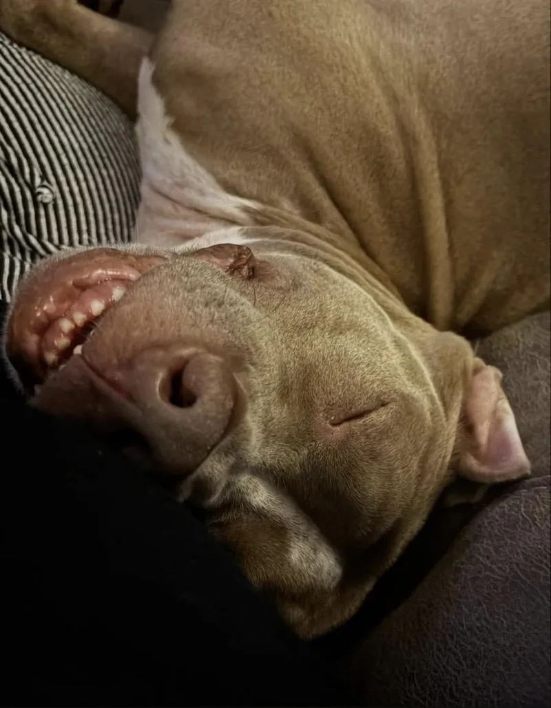 Bumblebee thumbnail 5