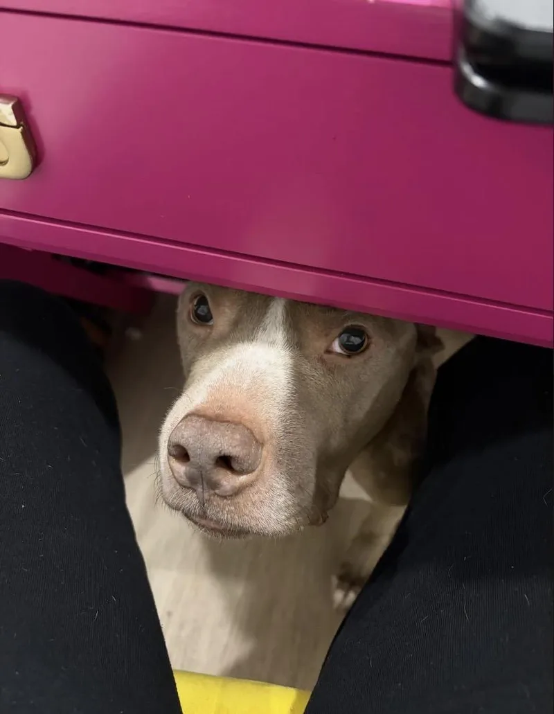 Bumblebee thumbnail 6