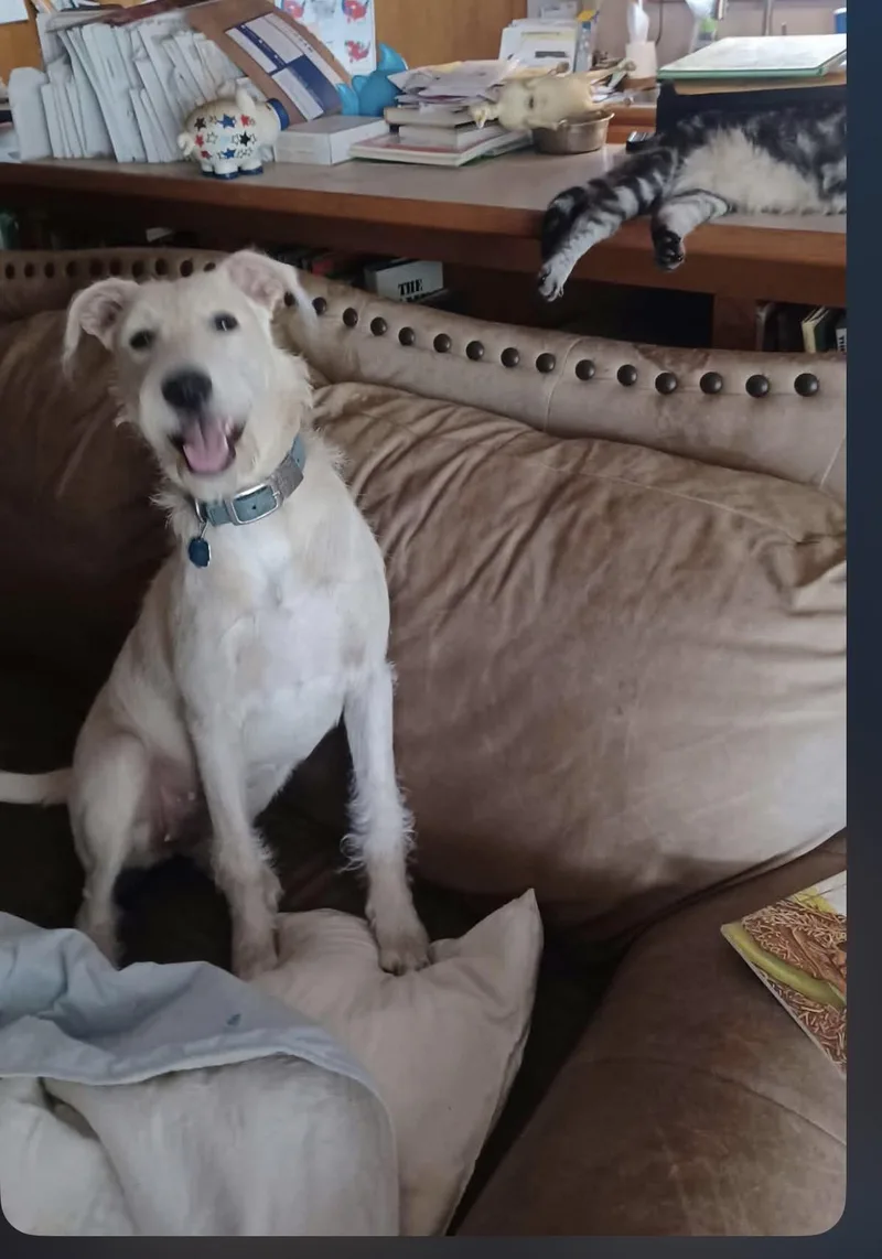 A young medium-sized female Terrier dog named Gabby for adoption in Mcallen, TX