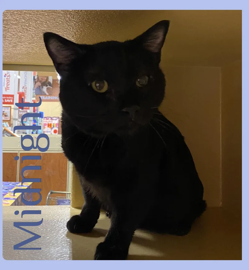 An adult medium-sized male Black Tabby cat named Midnight for adoption in Lawton, OK