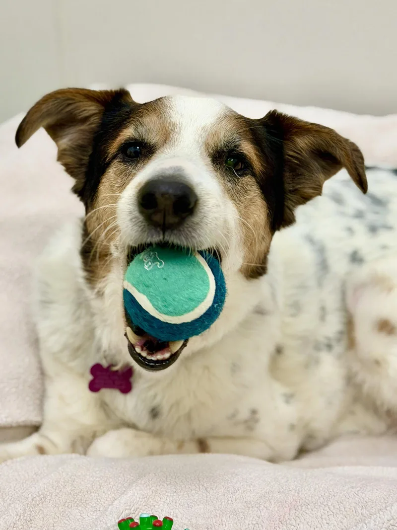 An adult medium-sized male Australian Shepherd dog named Aussie for adoption in West Cornwall, CT