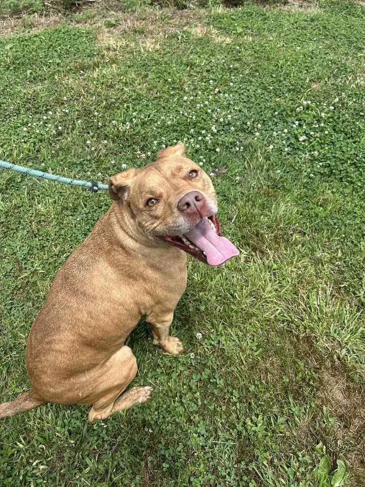 An adult large-sized female Brown / Chocolate Pit Bull Terrier dog named Sonny for adoption in Evansville, IN