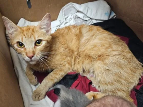 A young large-sized female Domestic Short Hair cat named Red for adoption in Van Nuys, CA