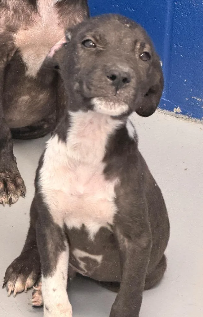 A baby medium-sized male Affenpinscher dog named Carlos for adoption in Hartsville, SC