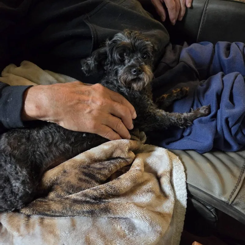 A senior small-sized female Poodle (Toy) dog named Begonia for adoption in Tomah, WI