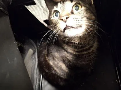 A senior medium-sized female Domestic Short Hair cat named Nylia for adoption in Atlanta, GA
