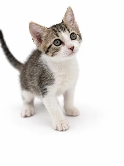 A baby small-sized male Domestic Short Hair cat named Freddy for adoption in Bowling Green, KY