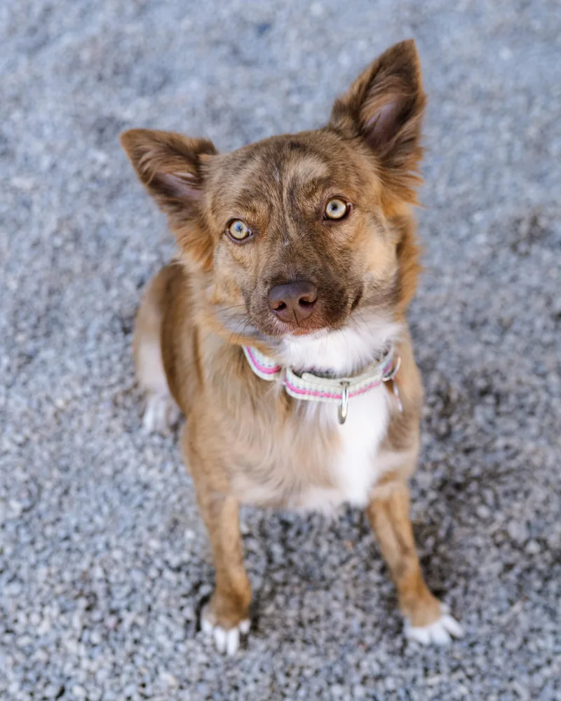 A young small-sized female Australian Shepherd dog named Lil Penny for adoption in Cincinnati, OH