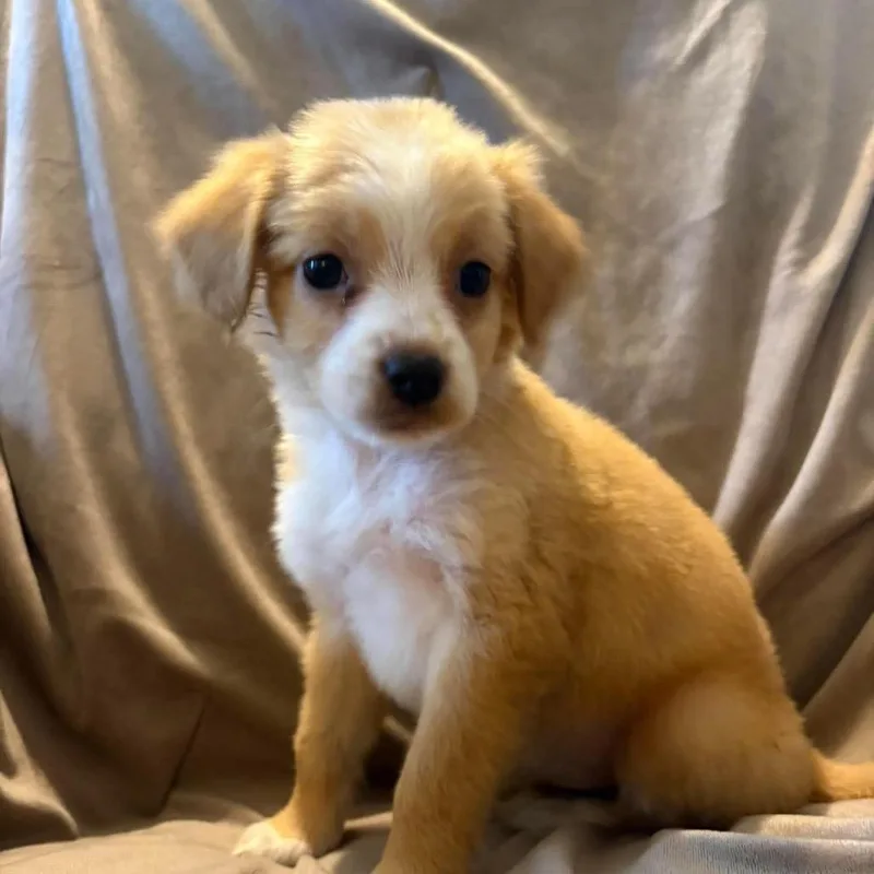 A baby small-sized female White / Cream Mixed Breed dog named Delia for adoption in Fredericksburg, VA