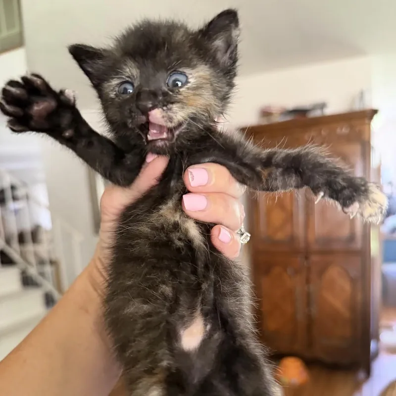 A baby small-sized female Tortoiseshell Domestic Short Hair cat named Biscuit for adoption in Tustin, CA