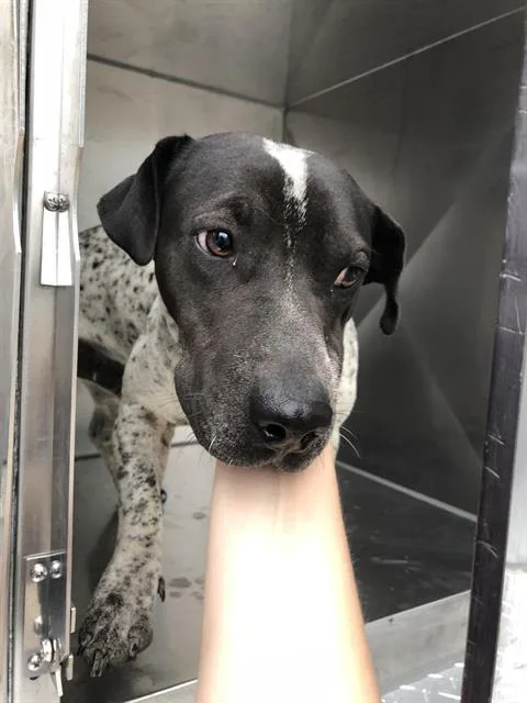 A young medium-sized male Mixed Breed dog named Chapulin for adoption in Dallas, TX