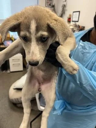A baby small-sized female Husky dog named Perm for adoption in Fresno, CA