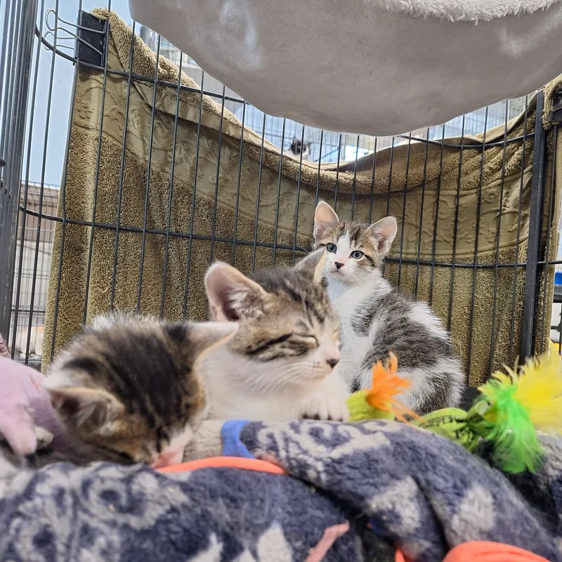 A baby small-sized male Domestic Short Hair cat named Clara Earl for adoption in Clarinda, IA