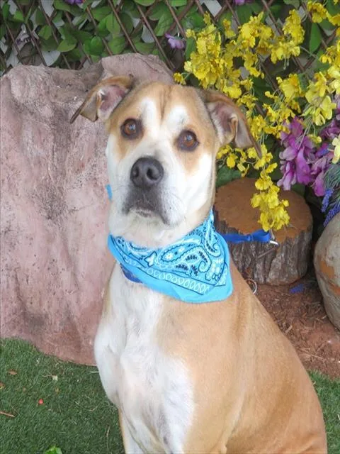 An adult medium-sized male Labrador Retriever dog named Clifford for adoption in Oklahoma City, OK