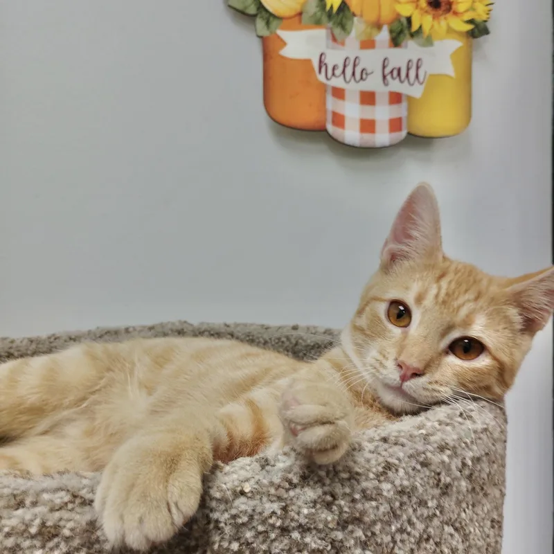 A baby medium-sized male Orange & White Domestic Short Hair cat named Pilgrim for adoption in Rock Hill, SC
