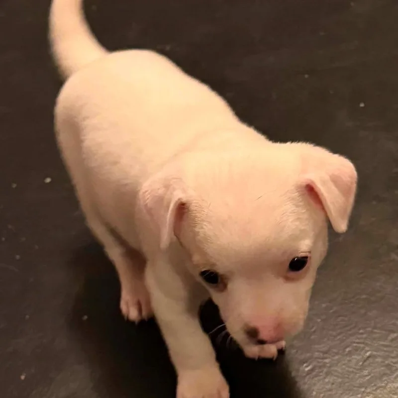 A baby small-sized female White / Cream Chihuahua dog named Cherry for adoption in Normal, IL