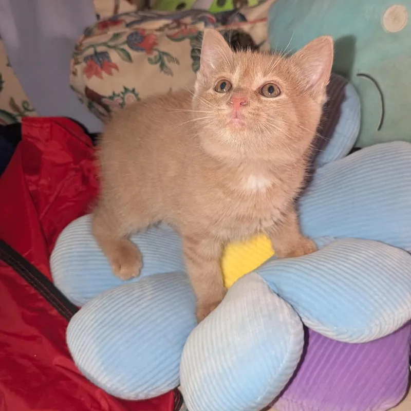 A baby small-sized male Domestic Medium Hair cat named Zach for adoption in Granville, OH
