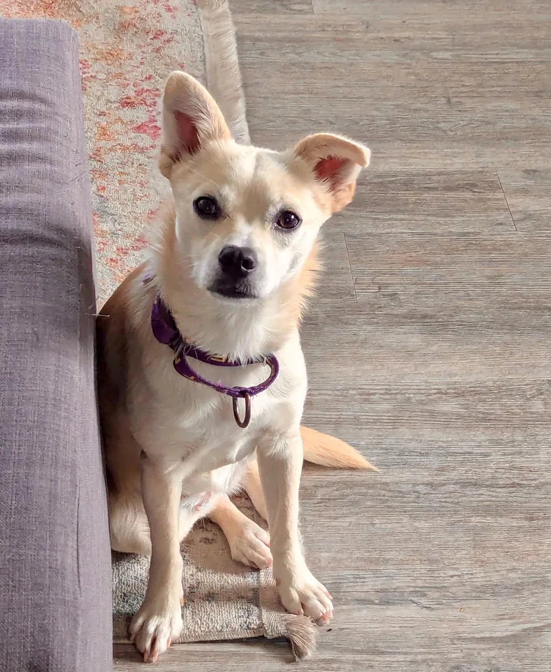 A young small-sized female Corgi dog named Feather for adoption in Palo Alto, CA