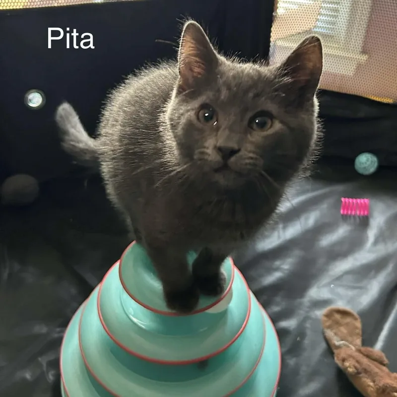 Pita thumbnail 2