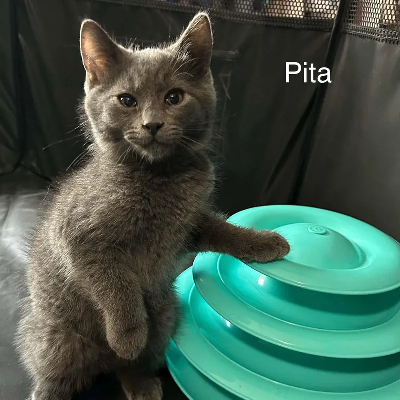 Pita thumbnail 3