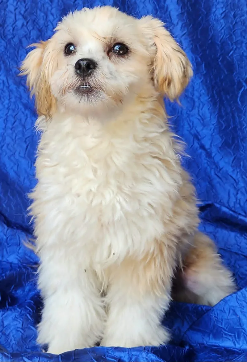 A baby small-sized male Shih Tzu dog named Wemby Alfred for adoption in Cuba, NY