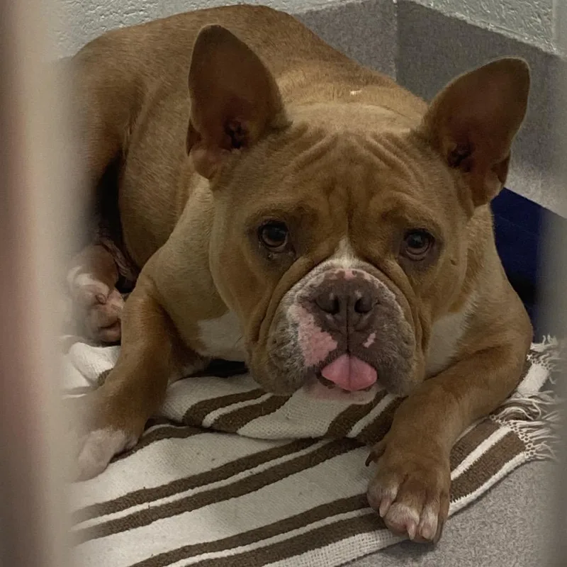 An adult medium-sized female Brown / Chocolate English Bulldog dog named Kesha for adoption in Chattanooga, TN