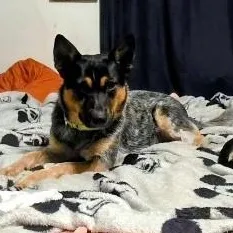 An adult medium-sized female Gray / Blue / Silver Cattle Dog dog named Bluey for adoption in CORPUS CHRISTI, TX