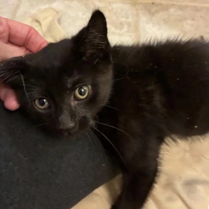 A baby small-sized male Black Domestic Short Hair cat named Brucie for adoption in Carmel, IN
